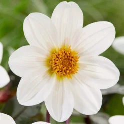 Dahlia 'Dahlegria White' -Plant Promotion Shop PB0391 3