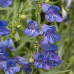 Penstemon 'Electric Blue'