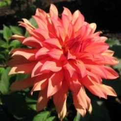 Dahlia 'Autumn Fairy' -Plant Promotion Shop PB0421 2