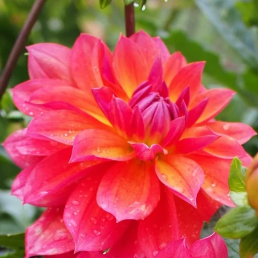 Dahlia 'Firepot' -Plant Promotion Shop PB0422 1