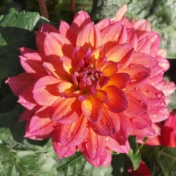 Dahlia 'Firepot' -Plant Promotion Shop PB0422 2