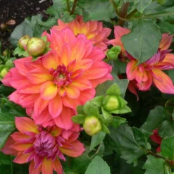 Dahlia 'Firepot' -Plant Promotion Shop PB0422 3