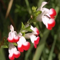Salvia 'Hot Lips' -Plant Promotion Shop PB0432 3