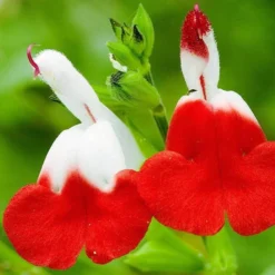 Salvia 'Hot Lips' -Plant Promotion Shop PB0432 4