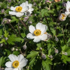 Anemone 'Elfin Swan' -Plant Promotion Shop PB0449 3