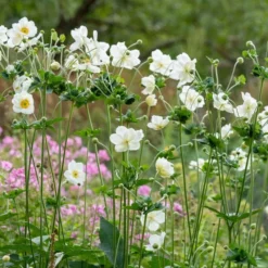 Anemone 'Elfin Swan' -Plant Promotion Shop PB0449 4