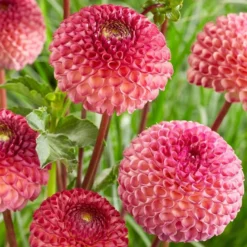 Dahlia 'Burlesca' -Plant Promotion Shop PB0487 2