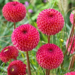 Dahlia 'Burlesca' -Plant Promotion Shop PB0487 3