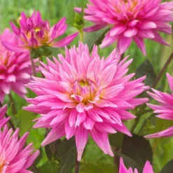 Dahlia 'Karma Pink Corona' -Plant Promotion Shop PB0493 3
