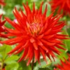 Dahlia 'Karma Red Corona'