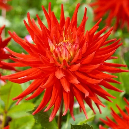 Dahlia 'Karma Red Corona' -Plant Promotion Shop PB0494 1