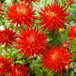 Dahlia 'Karma Red Corona' -Plant Promotion Shop PB0494 2