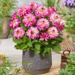 Dahlia 'Sincerity Rose Bicolour' -Plant Promotion Shop PB0498 2