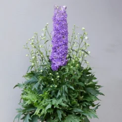 Delphinium 'Delgenius Breezin' -Plant Promotion Shop PB0506 2