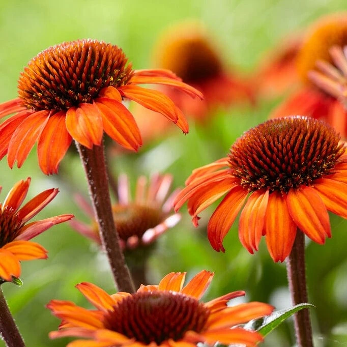 Echinacea 'SunSeekers Orange' 2 Echinacea 'SunSeekers Orange' - Image 2