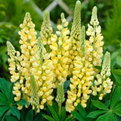Lupin Legendary Yellow Shades