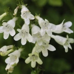 Penstemon 'Pensham Wedding Day'