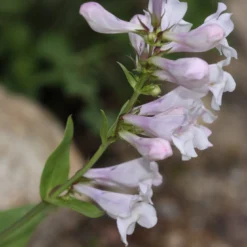 Penstemon 'Pensham Wedding Day' -Plant Promotion Shop PB0615 2
