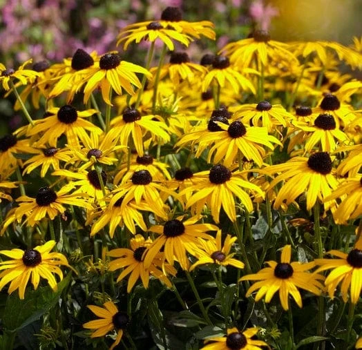Rudbeckia 'Little Gold Star' 2 Rudbeckia 'Little Gold Star' - Image 2