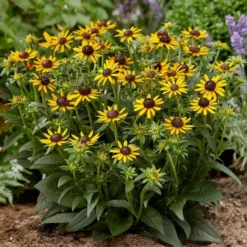 Rudbeckia 'Little Gold Star' 7 Rudbeckia 'Little Gold Star' -Plant Promotion Shop PB0630 4 517c0c1d 0559 49eb b236 a6e3eddbdda5