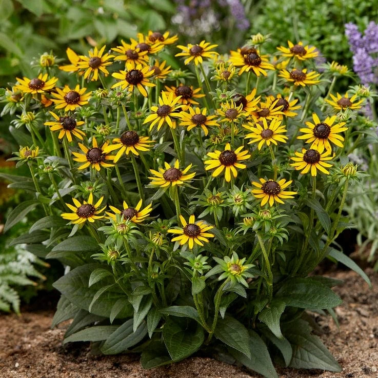 Rudbeckia 'Little Gold Star' 3 Rudbeckia 'Little Gold Star' - Image 3