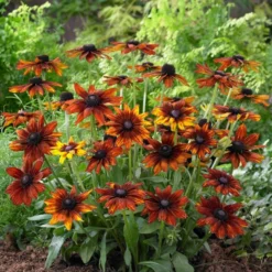 Rudbeckia 'Summerina Orange' -Plant Promotion Shop PB0631 3 5aef5f50 11a7 4c80 bcd1 3c4ed029bd20