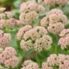 Sedum 'Autumn Joy'