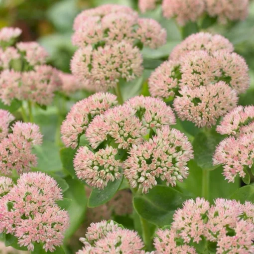 Sedum 'Autumn Joy' -Plant Promotion Shop PB0642 1 513ddb6a 6841 4694 a22e da77e329ea6a