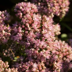 Sedum 'Sunsparkler Lime Zinger' -Plant Promotion Shop PB0647 3