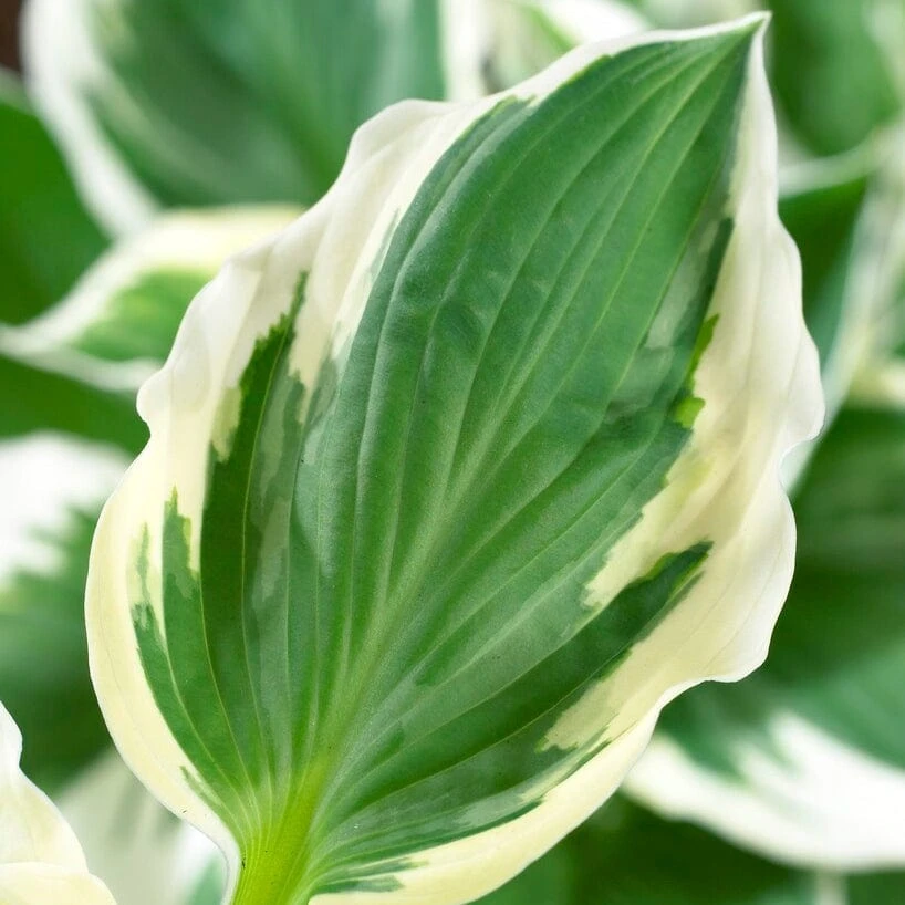 Hosta 'Patriot' 2 Hosta 'Patriot' - Image 2