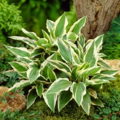 Hosta 'Patriot' 5 Hosta 'Patriot' -Plant Promotion Shop PB0673 3