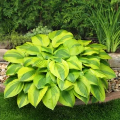 Hosta 'Velvet Moon'
