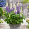 Lupin West Country Persian Slipper