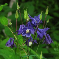 Aquilegia Barlow Blue 7 Aquilegia Barlow Blue -Plant Promotion Shop PB0831 1