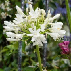 Agapanthus Bridal Bouquet