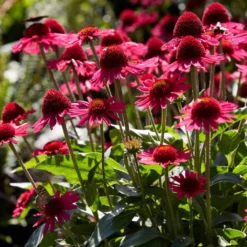 Echinacea 'Delicious Candy' -Plant Promotion Shop PB1157 3 6e43414f fa26 4234 9d21 1123bb1bd685