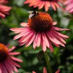 Echinacea 'Mooodz Satisfy' -Plant Promotion Shop PB1160 3 0960d028 41ac 4daf 9e20 30ed2f1a791f
