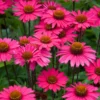 Echinacea 'Sensation Pink'