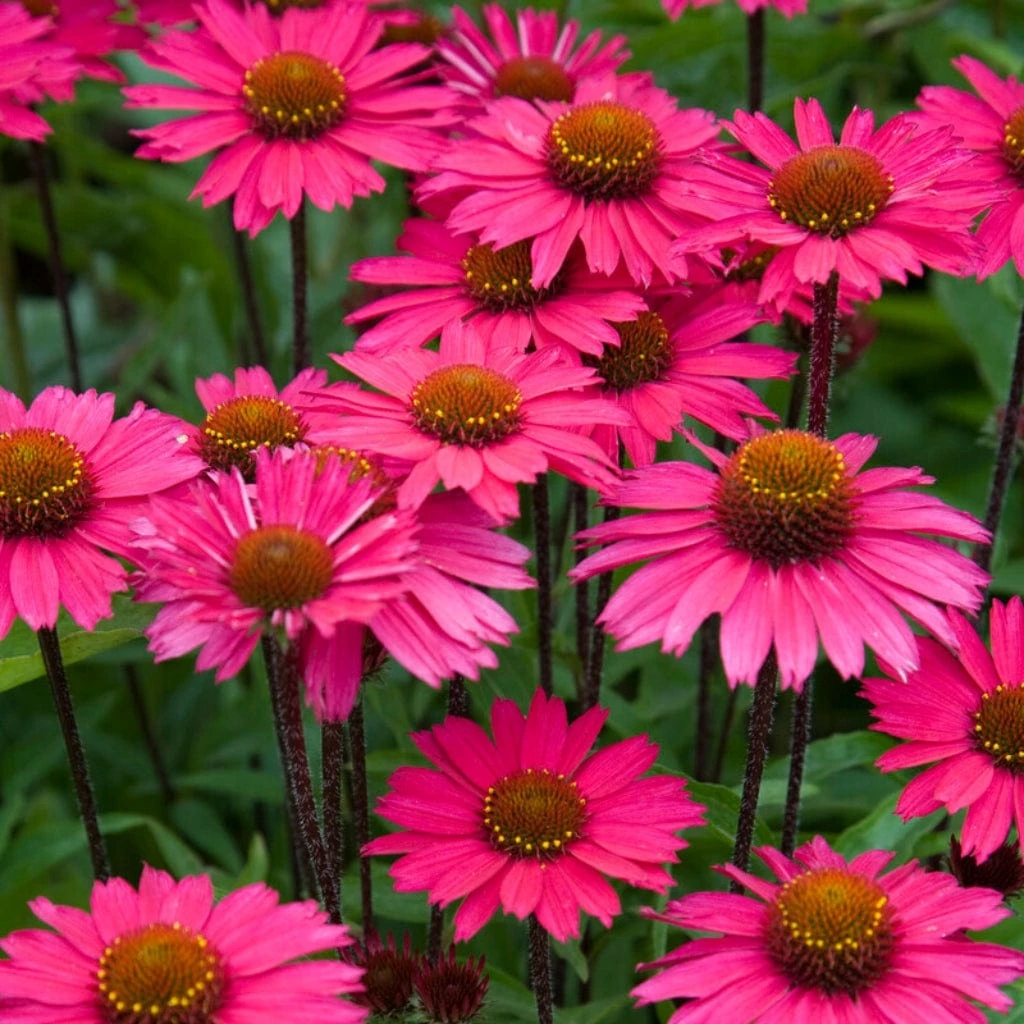Echinacea 'Sensation Pink' 1 Echinacea 'Sensation Pink'