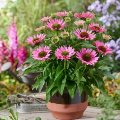 Ultimate Echinacea Collection -Plant Promotion Shop PB1167 2 2072d772 a82e 423b bf30 bb25d9e861f8