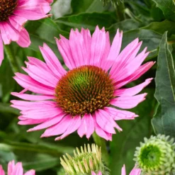 Ultimate Echinacea Collection -Plant Promotion Shop PB1167 3 9dff04f5 c5ed 4b7b ae59 a0449ebae333
