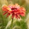 Echinacea 'SunSeekers Rainbow'