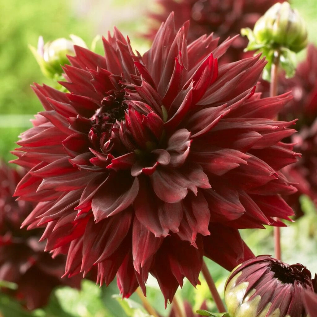 Dahlia 'Black Touch' 1 Dahlia 'Black Touch'