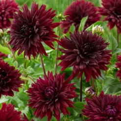 Dahlia 'Black Touch' 5 Dahlia 'Black Touch' -Plant Promotion Shop PB1921 2