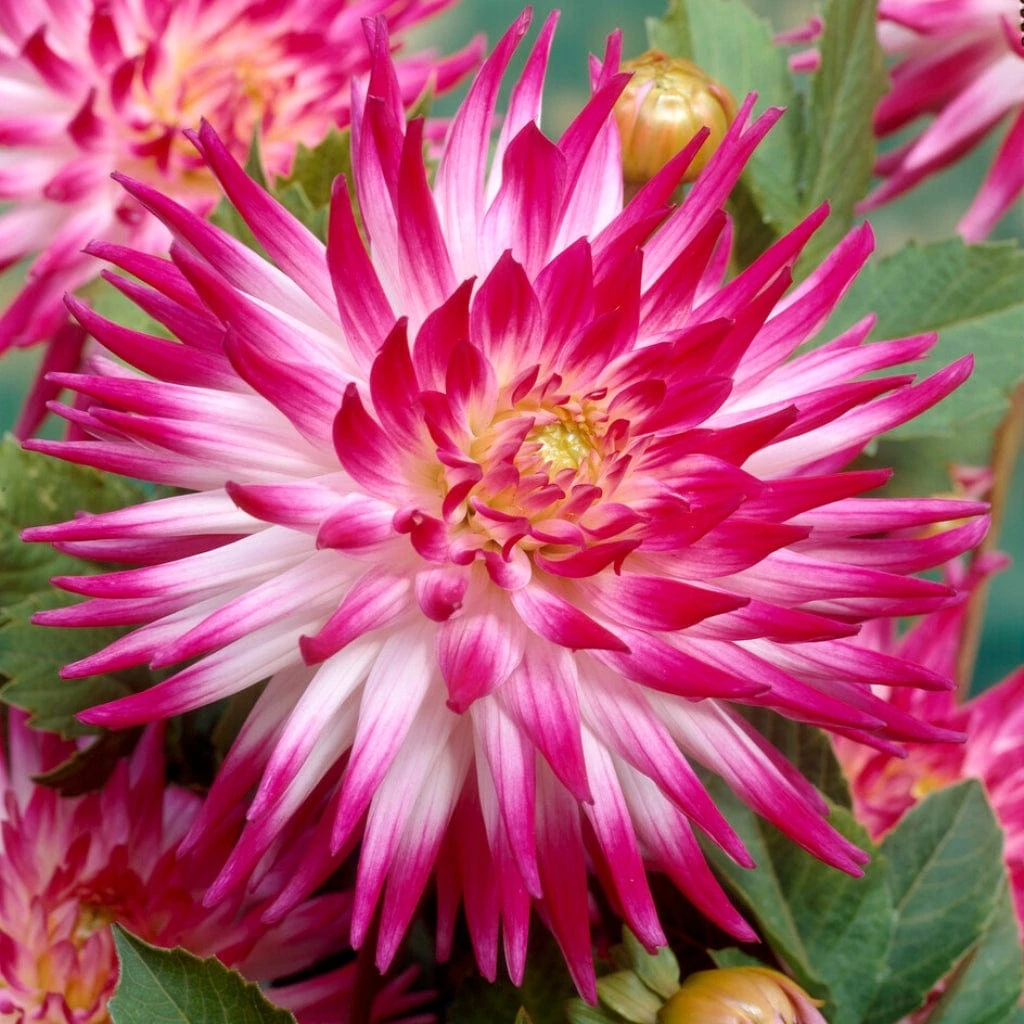 Dahlia 'Dutch Explosion' 1 Dahlia 'Dutch Explosion'
