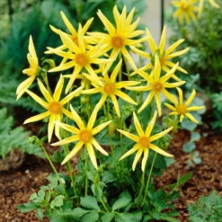 Dahlia 'Honka Yellow' 5 Dahlia 'Honka Yellow' -Plant Promotion Shop PB1940 2