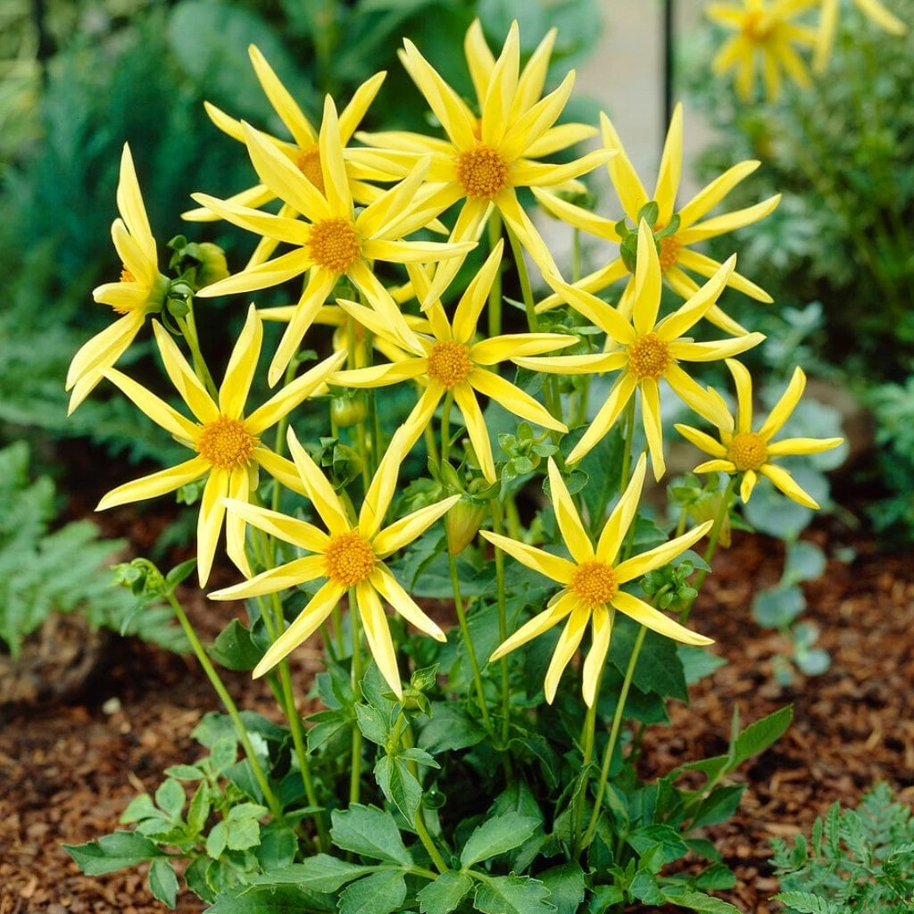 Dahlia 'Honka Yellow' 3 Dahlia 'Honka Yellow' - Image 3