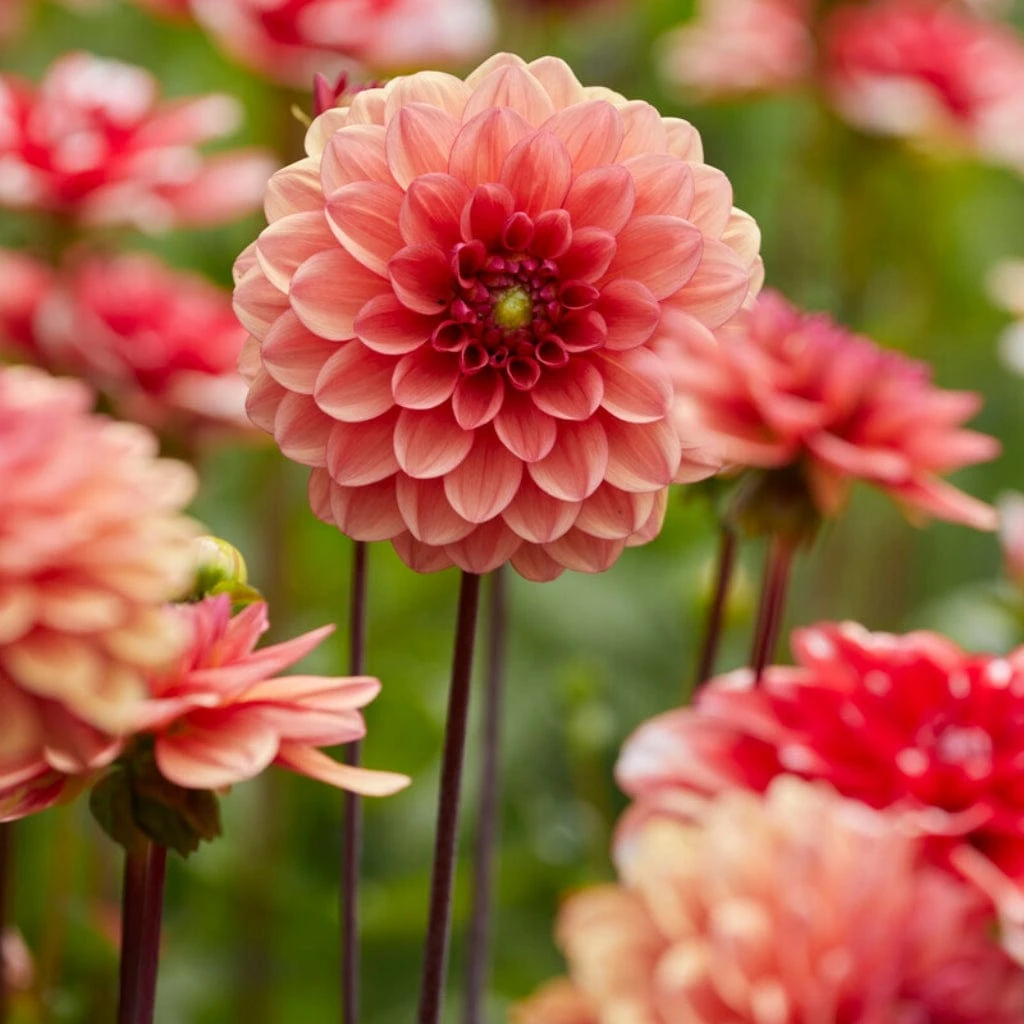 Dahlia 'Orange Girl' 1 Dahlia 'Orange Girl'