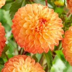 Dahlia 'Souvenir D'Ete' -Plant Promotion Shop PB1972 2