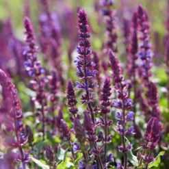 Spectacular Salvia Collection -Plant Promotion Shop PBCOL10 3